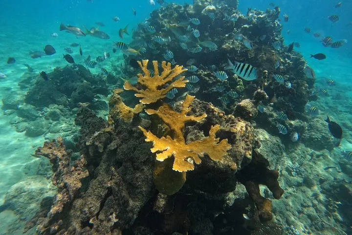 Elchhornkoralle und ein Schwarm Sergeant-Major-Fische unter Wasser