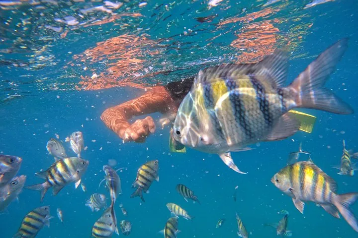Person snorkeling underwater surrounded by sergeant major fish near the surface