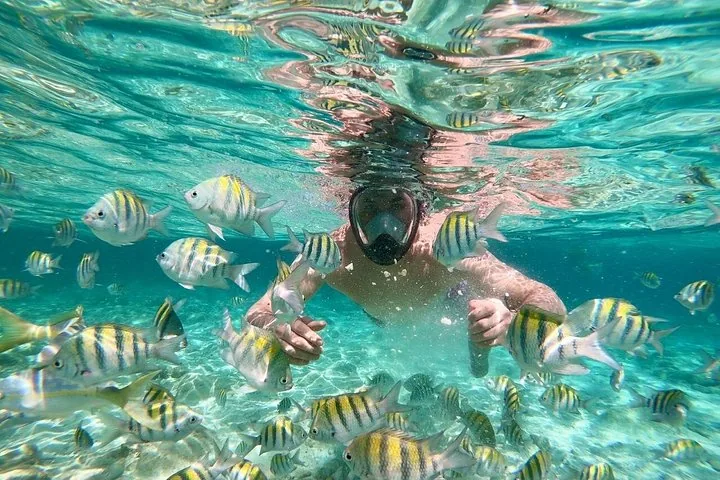 Schnorchelnde Person unter Wasser, umgeben von zahlreichen gestreiften Tropenfischen