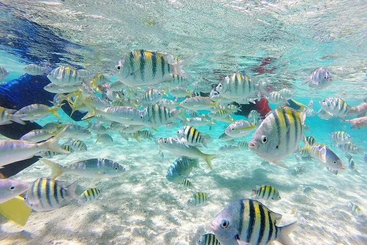 Unterwasseransicht vieler gestreifter Fische, die in klarem türkisfarbenem Wasser schwimmen.